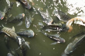 Telan Anggaran Ratusan Juta, Bibit Ikan Nila Desa Banglas Gagal