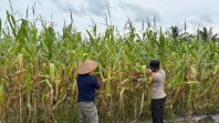 Polisi di Merbau Rutin Pantau Lahan Jagung Warga