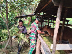 Serda Lasidi Monitoring Hewan Ternak di Desa Sonde