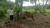 Serka Anton Harianja Pastikan Ternak Warga di Desa Binaan Bebas PMK