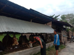 Praka Agam Iskandar Lakukan Upaya Pencegahan PMK di Desa Bina Maju