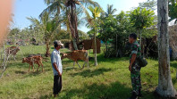 Serka Anton Harianja Monitoring Ternak Sapi di Desa Tanjung Kedabu