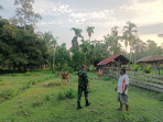 Cegah PMK, Pratu Rizki Nurdiansyah Monitoring Ternak Sapi di Desa Banglas