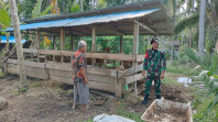 Cegah PMK Hewan, Serda Nauval Monitoring Ternak Sapi di Desa Alai Selatan
