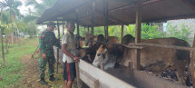 Babinsa Praka Agam Iskandar Monitoring Ternak Sapi di Desa Sungai Cina