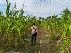 Polsek Merbau Aktif Dampingi Petani Jagung untuk Ketahanan Pangan Berkelanjutan