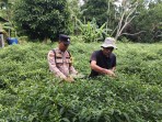 Bhabinkamtibmas Desa Bantar Panen Cabai Bersama Warga, Dukung Ketahanan Pangan