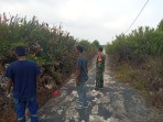 Cegah Karhutla, Babinsa dan MPA Patroli di Desa Insit