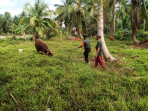 Koptu Masran Monitoring Ternak Sapi di Desa Sungai Gayung Kiri