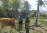 Cegah PMK, Serda Muslim Monitoring Ternak Sapi di Desa Tanjung